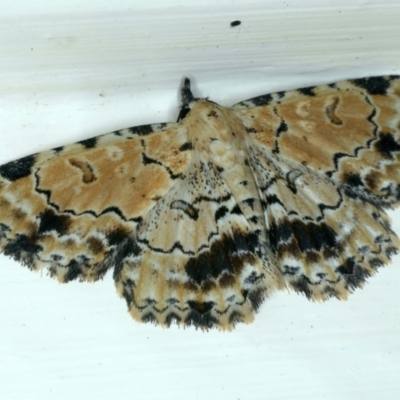 Sandava scitisignata (A noctuid moth) at Ainslie, ACT - 21 Oct 2022 by jb2602