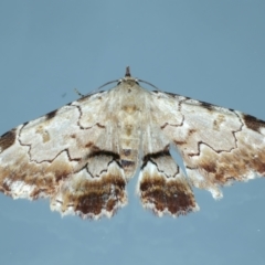 Sandava xylistis (Rusty Snout) at Ainslie, ACT - 22 Oct 2022 by jb2602