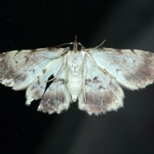 Sandava xylistis at Ainslie, ACT - 22 Oct 2022