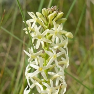 Stackhousia monogyna at Stromlo, ACT - 24 Oct 2022