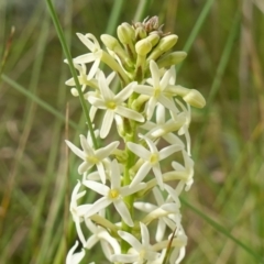 Stackhousia monogyna (Creamy Candles) at Stromlo, ACT - 24 Oct 2022 by RobG1