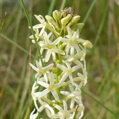 Stackhousia monogyna (Creamy Candles) at Molonglo River Reserve - 24 Oct 2022 by RobG1