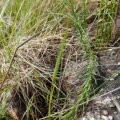 Stackhousia monogyna at Stromlo, ACT - 24 Oct 2022