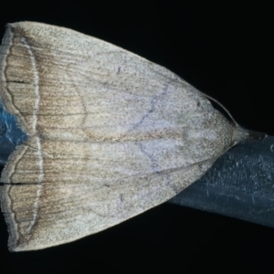 Simplicia armatalis at Ainslie, ACT - 21 Oct 2022