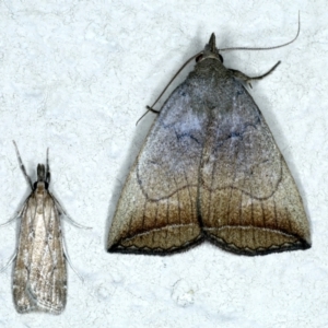 Simplicia armatalis at Ainslie, ACT - 21 Oct 2022