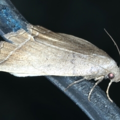 Simplicia armatalis at Ainslie, ACT - 21 Oct 2022