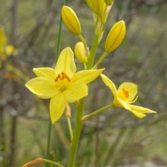 Bulbine glauca (Rock Lily) at Block 402 - 24 Oct 2022 by RobG1