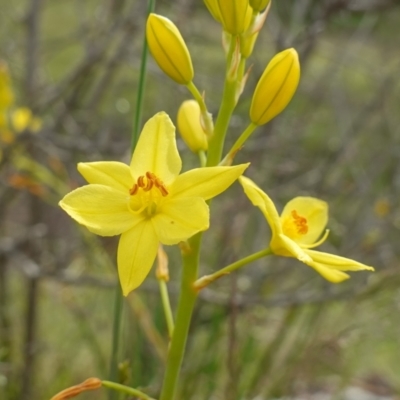 Bulbine glauca (Rock Lily) at Block 402 - 24 Oct 2022 by RobG1
