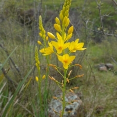 Bulbine glauca at Stromlo, ACT - 24 Oct 2022