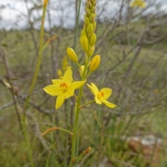 Bulbine glauca at Stromlo, ACT - 24 Oct 2022