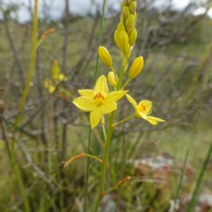 Bulbine glauca at Stromlo, ACT - 24 Oct 2022