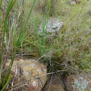 Bulbine glauca at Stromlo, ACT - 24 Oct 2022