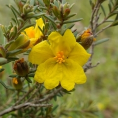 Hibbertia calycina (Lesser Guinea-flower) at Block 402 - 24 Oct 2022 by RobG1