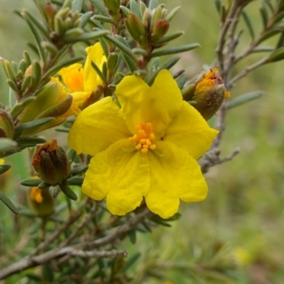 Hibbertia calycina (Lesser Guinea-flower) at Block 402 - 24 Oct 2022 by RobG1