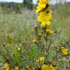 Hibbertia calycina at Stromlo, ACT - 24 Oct 2022 04:52 PM