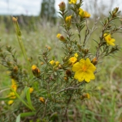 Hibbertia calycina at Stromlo, ACT - 24 Oct 2022