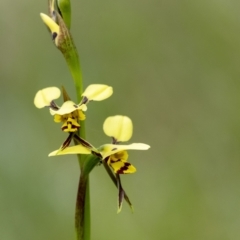 Diuris sulphurea (Tiger Orchid) at Penrose - 25 Oct 2022 by Aussiegall