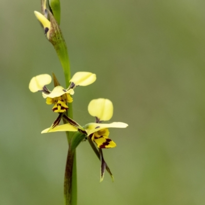 Diuris sulphurea (Tiger Orchid) at Penrose, NSW - 25 Oct 2022 by Aussiegall