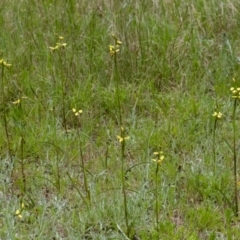 Diuris sulphurea at Penrose, NSW - 25 Oct 2022