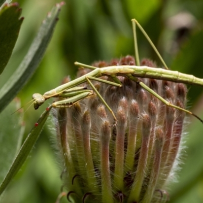 Unidentified Praying mantis (Mantodea) at Penrose, NSW - 22 Oct 2022 by Aussiegall