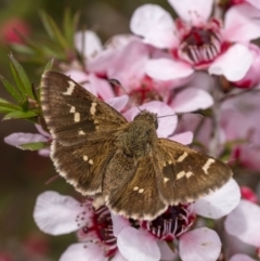 Pasma tasmanica (Two-spotted Grass-skipper) at Penrose - 22 Oct 2022 by Aussiegall