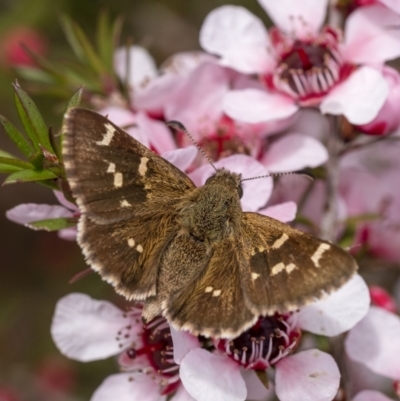 Pasma tasmanica (Two-spotted Grass-skipper) at Penrose, NSW - 22 Oct 2022 by Aussiegall