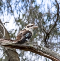 Dacelo novaeguineae (Laughing Kookaburra) at Penrose, NSW - 21 Oct 2022 by Aussiegall