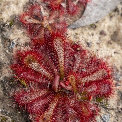 Drosera spatulata (Common Sundew) at Wingecarribee Local Government Area - 21 Oct 2022 by Aussiegall