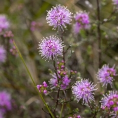 Kunzea capitata (Pink Kunzea) at Penrose, NSW - 22 Oct 2022 by Aussiegall