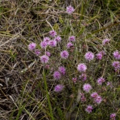 Kunzea capitata at Penrose, NSW - suppressed