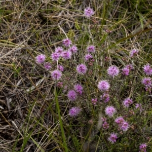 Kunzea capitata at Penrose, NSW - 22 Oct 2022