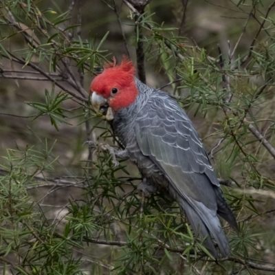 Callocephalon fimbriatum (Gang-gang Cockatoo) at Penrose, NSW - 25 Oct 2022 by Aussiegall