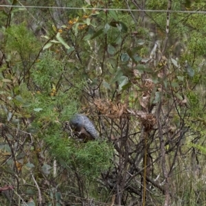 Callocephalon fimbriatum at Penrose, NSW - 25 Oct 2022