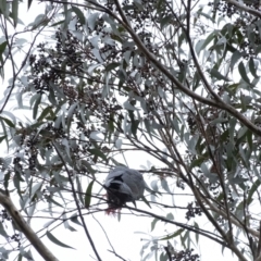 Callocephalon fimbriatum at Penrose, NSW - 25 Oct 2022