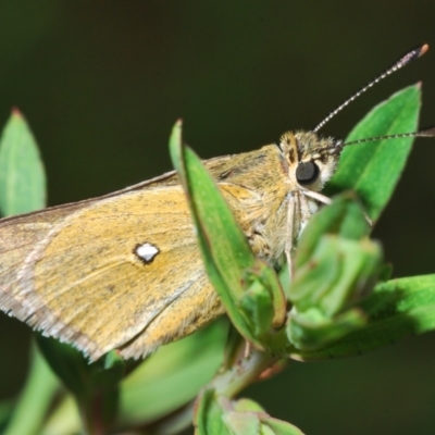 Trapezites luteus (Yellow Ochre, Rare White-spot Skipper) at Mount Taylor - 25 Oct 2022 by Harrisi