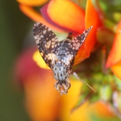 Austrotephritis fuscata (A fruit fly) at Mount Taylor - 25 Oct 2022 by Harrisi