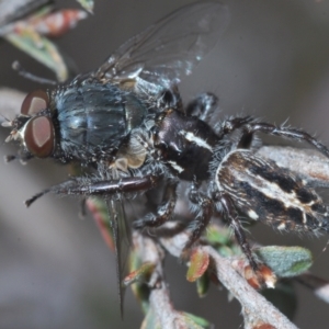 Sandalodes scopifer at Stromlo, ACT - 26 Oct 2022 03:13 PM