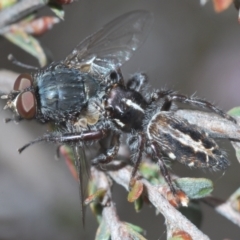 Sandalodes scopifer at Stromlo, ACT - 26 Oct 2022