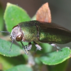 Melobasis propinqua (Propinqua jewel beetle) at Piney Ridge - 26 Oct 2022 by Harrisi