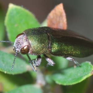 Melobasis propinqua at Stromlo, ACT - 26 Oct 2022