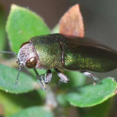 Melobasis propinqua (Propinqua jewel beetle) at Block 402 - 26 Oct 2022 by Harrisi