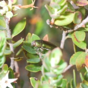 Melobasis propinqua at Stromlo, ACT - 26 Oct 2022