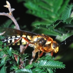 Catocheilus sp. (genus) (Smooth flower wasp) at Mount Taylor - 25 Oct 2022 by Harrisi