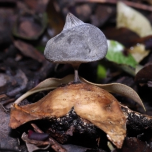 Geastrum tenuipes at Evatt, ACT - 23 Oct 2022