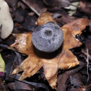 Geastrum tenuipes at Evatt, ACT - 23 Oct 2022
