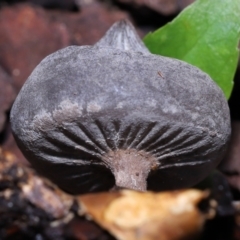 Geastrum tenuipes at Evatt, ACT - 23 Oct 2022