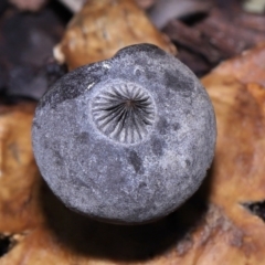 Geastrum tenuipes at Evatt, ACT - 23 Oct 2022