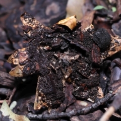 Geastrum tenuipes at Evatt, ACT - 23 Oct 2022