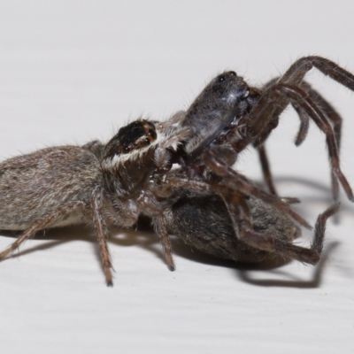 Maratus griseus (Jumping spider) at Evatt, ACT - 23 Oct 2022 by TimL