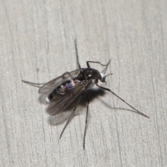 Cricotopus sp. (genus) (A non-biting midge) at ANBG - 15 Oct 2022 by TimL